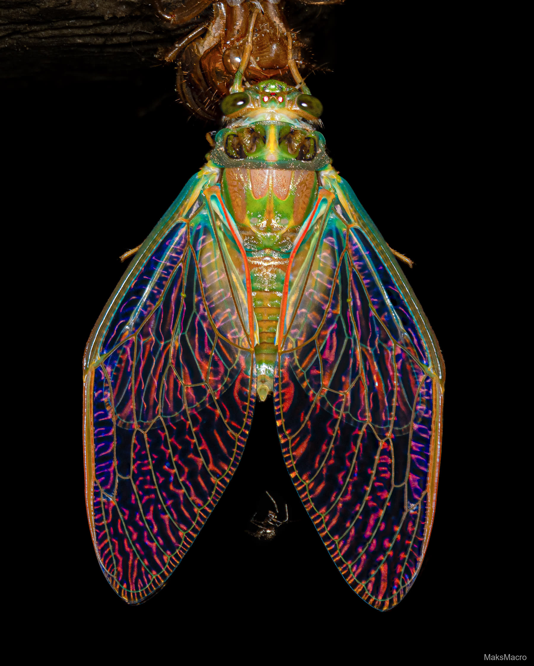 Macro shot of a cicada