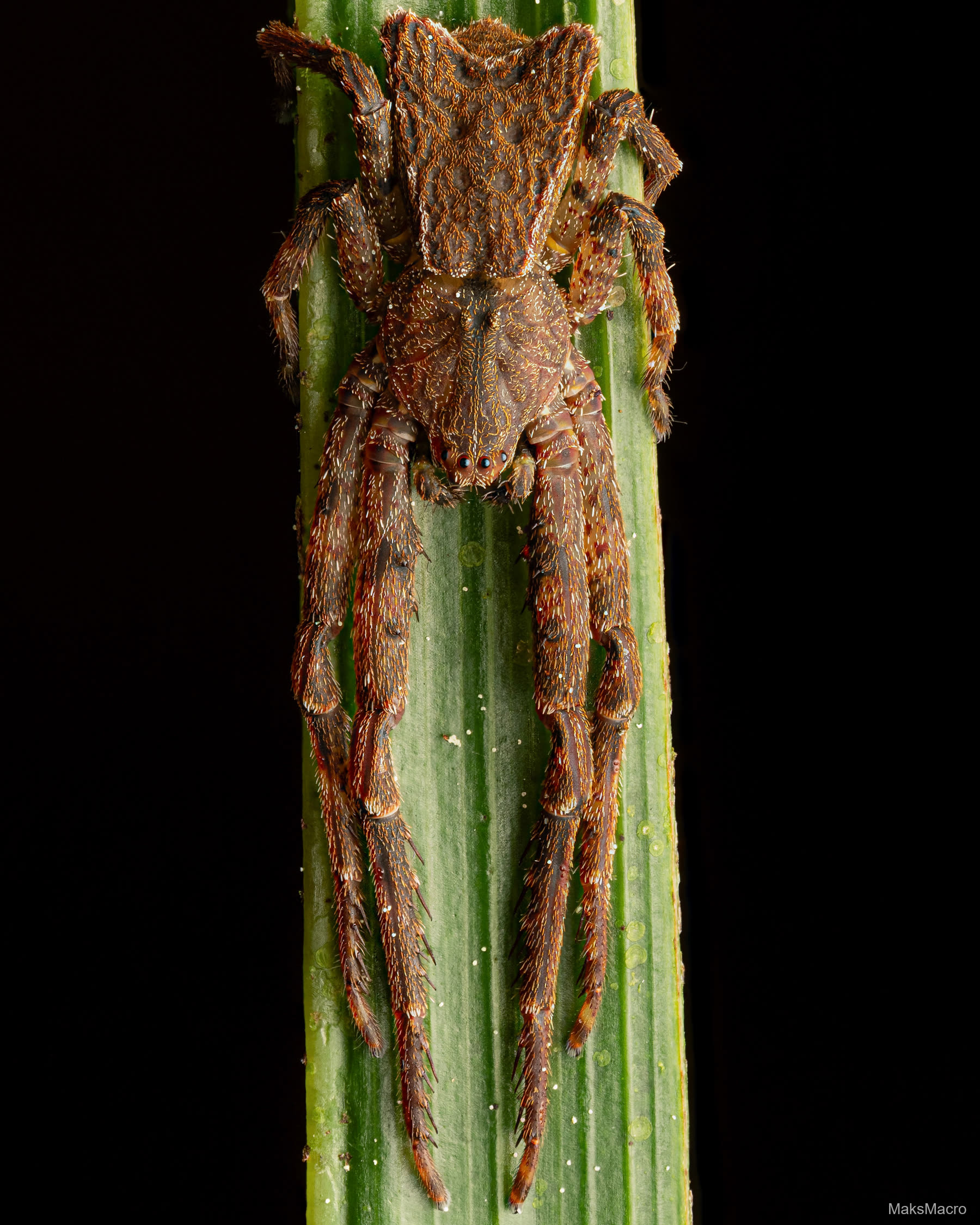 Macro shot of a spider