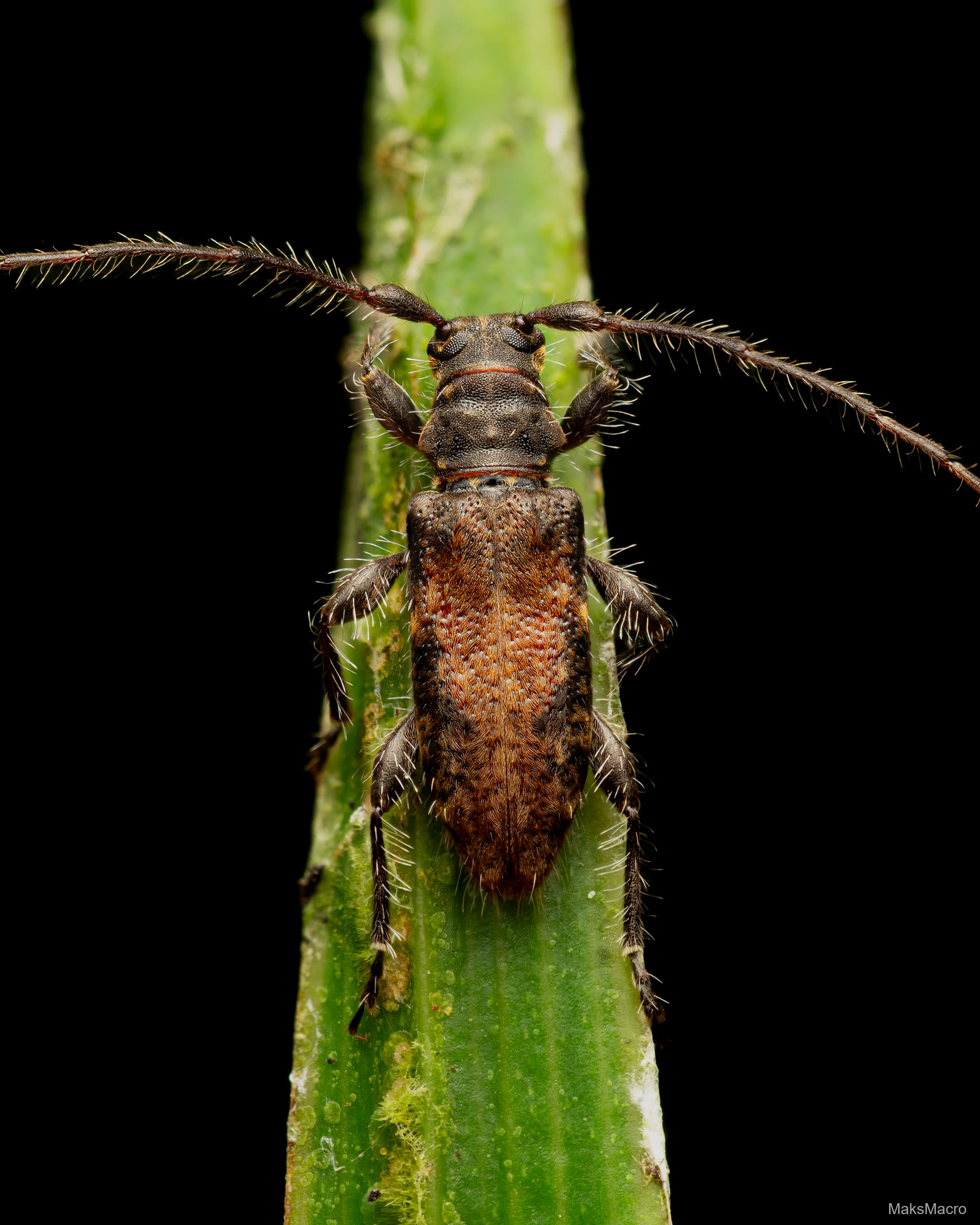 Macro shot of beetles