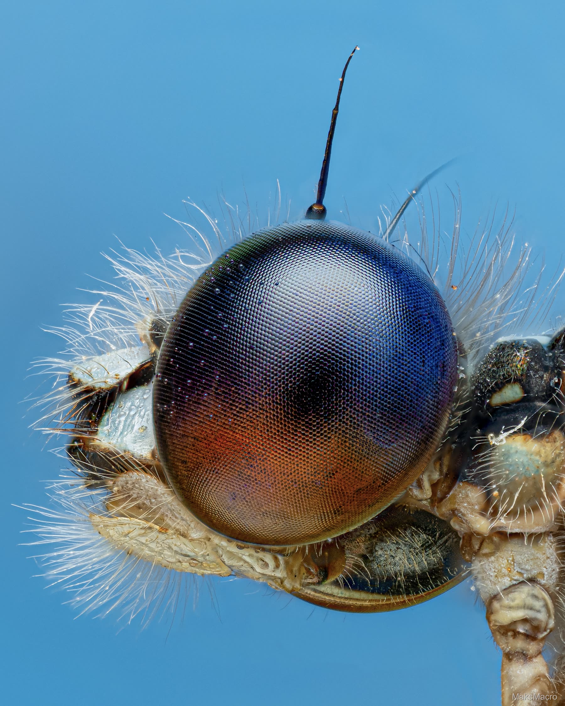 Macro photograph
