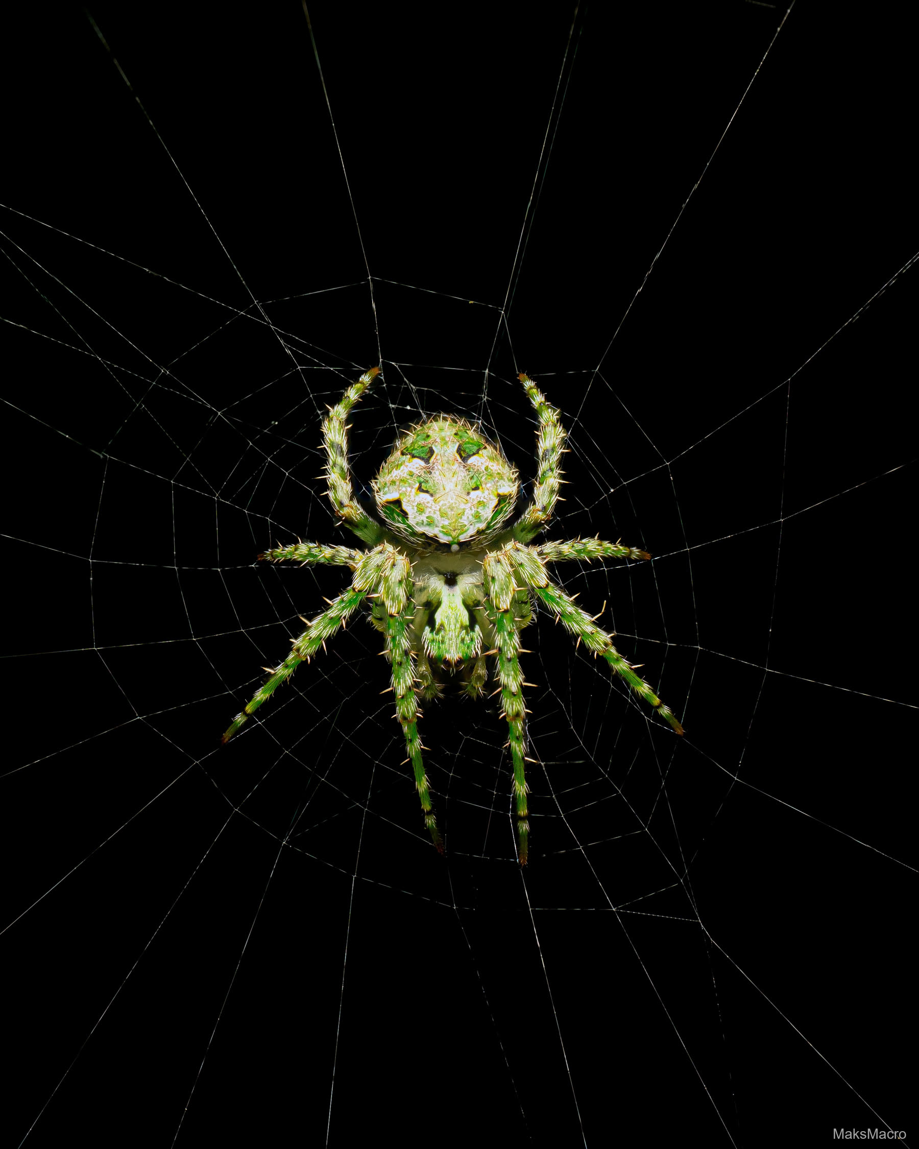 Macro shot of a cryptic orb-weaver spider