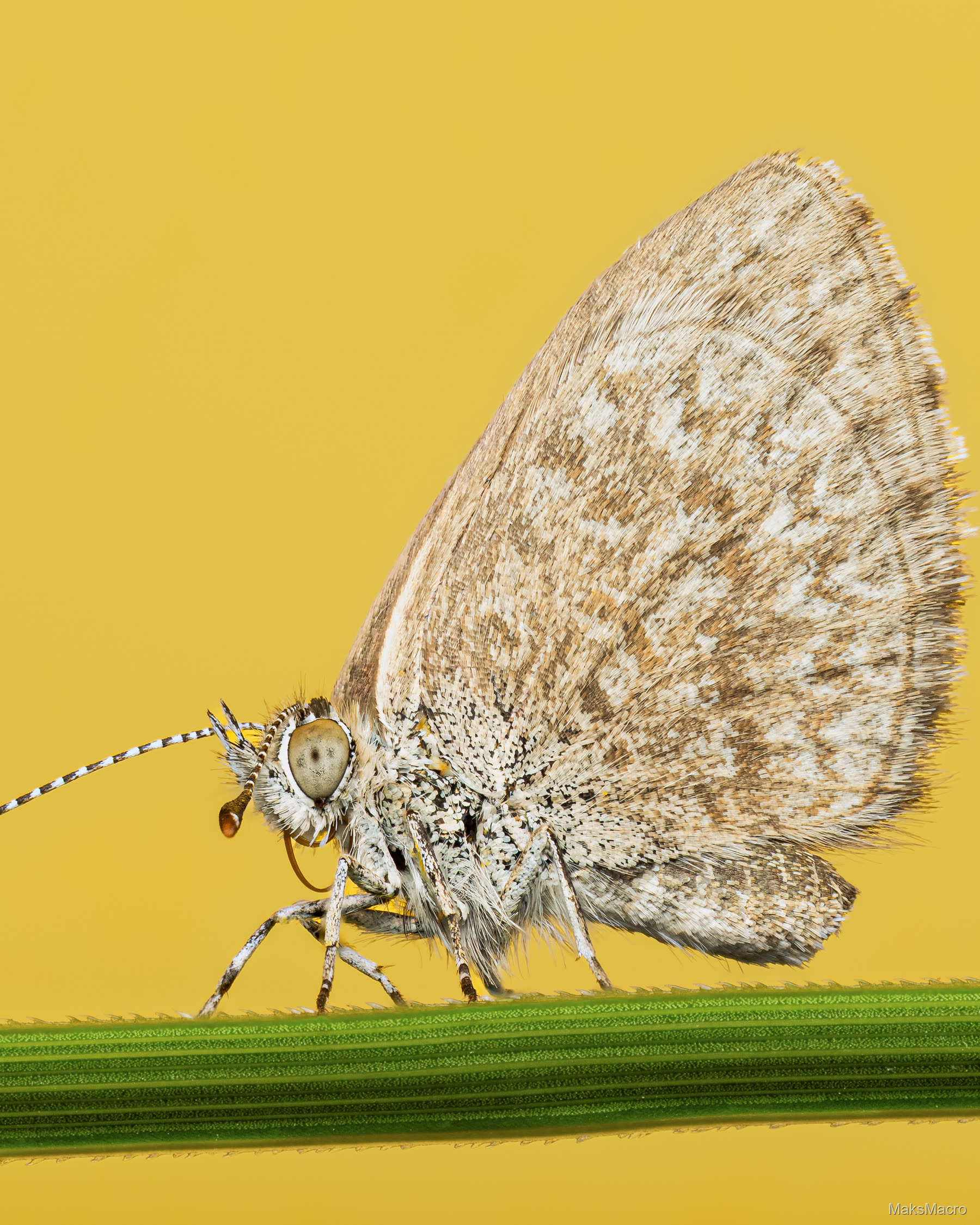Macro photograph