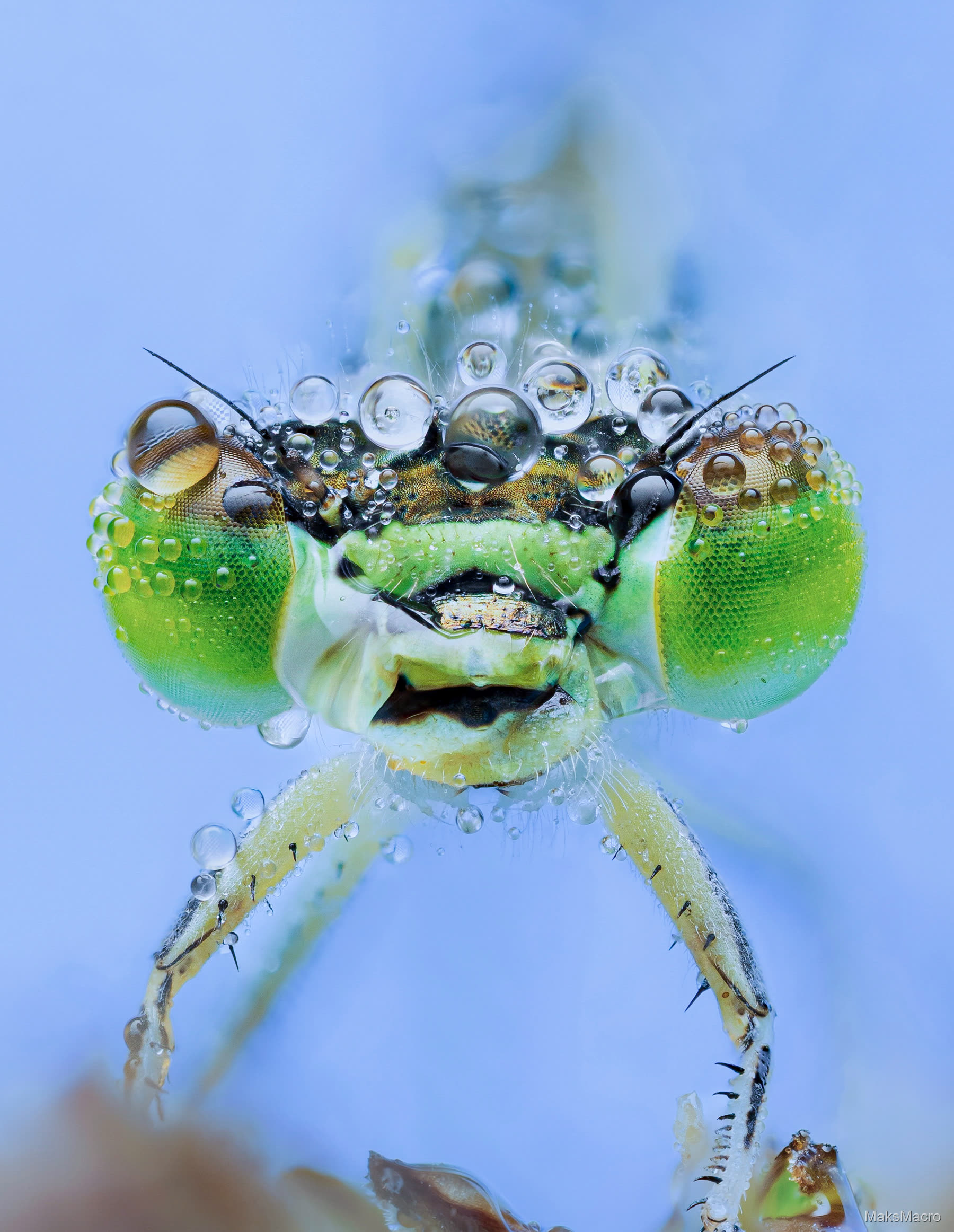 Macro photograph