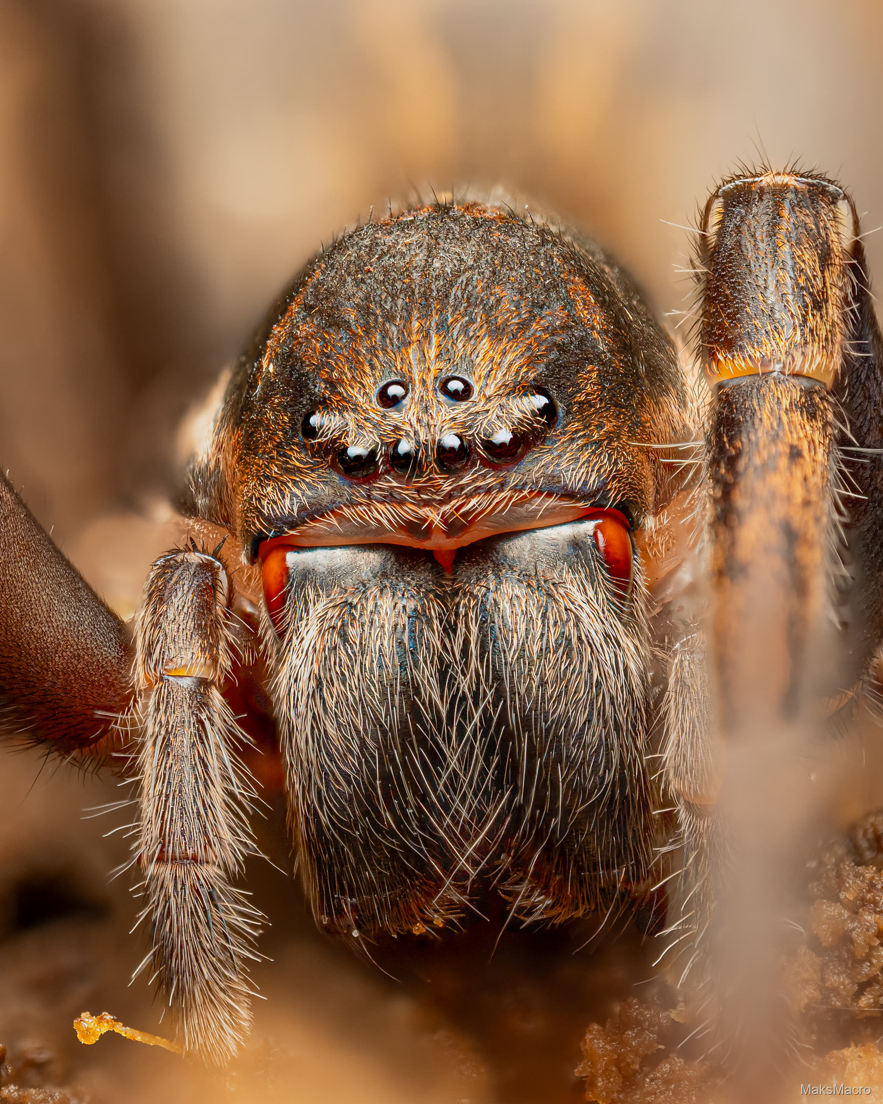 Macro photograph