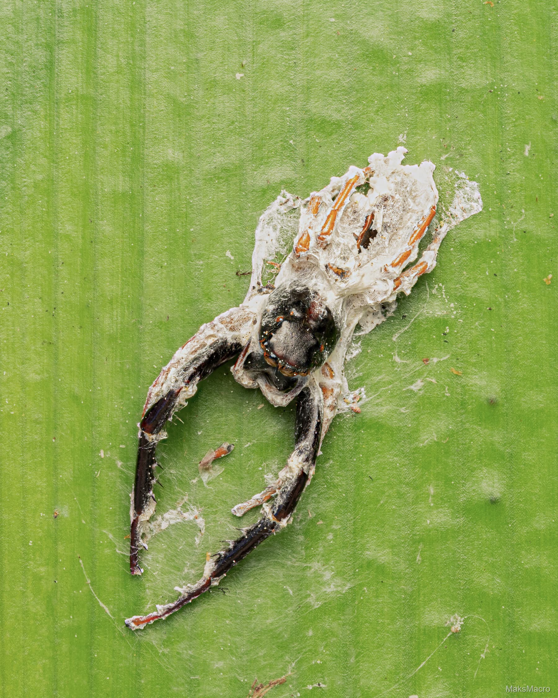 Macro photograph
