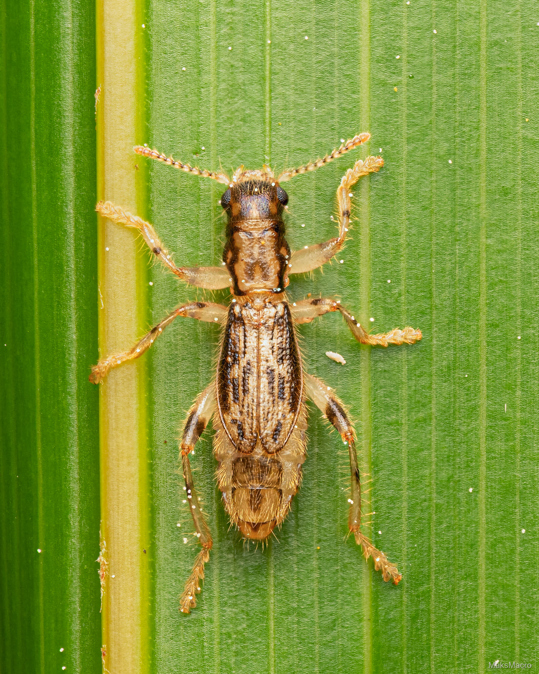 Macro photograph