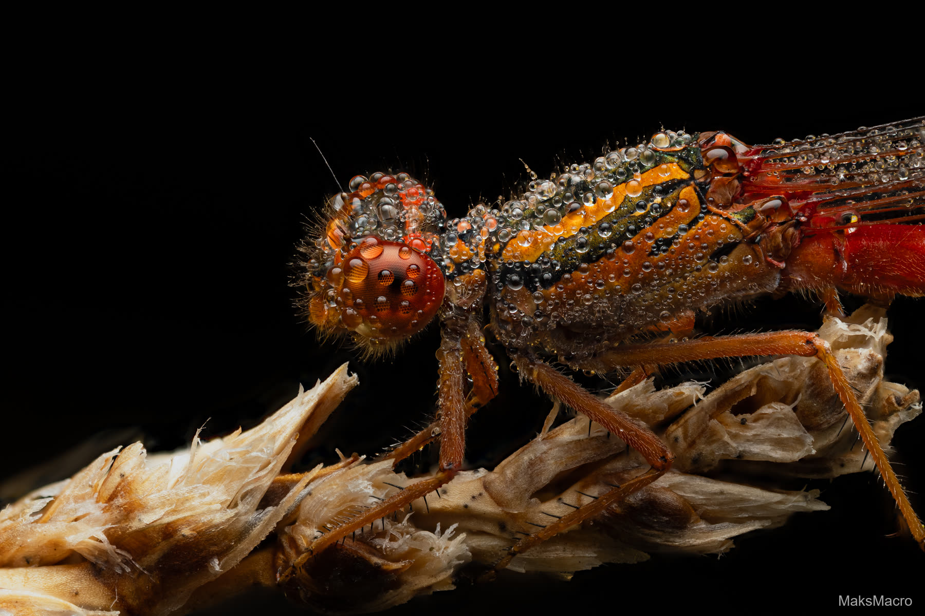 Macro photograph