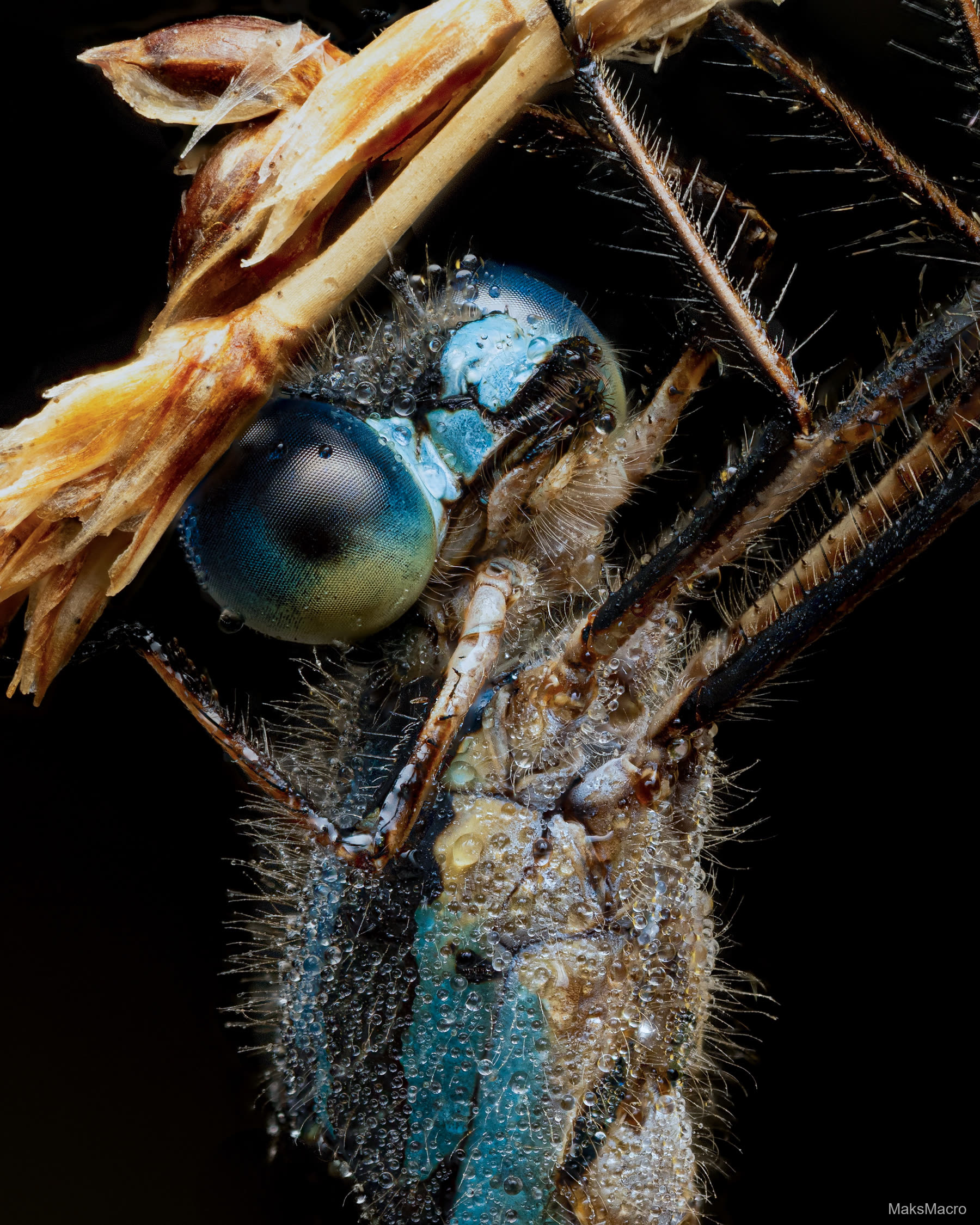 Macro photograph