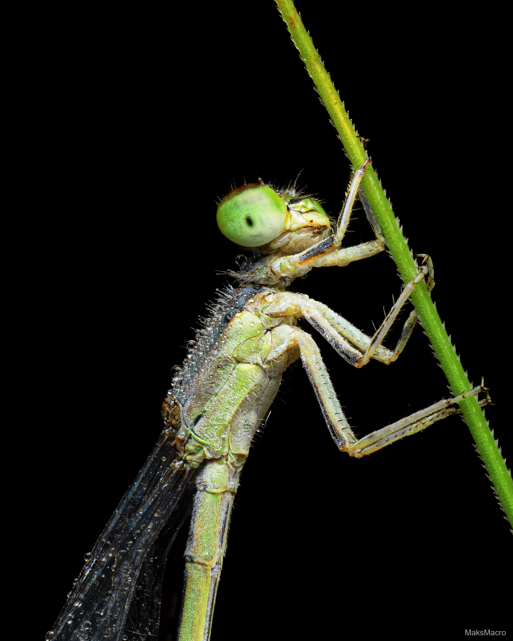Macro photograph