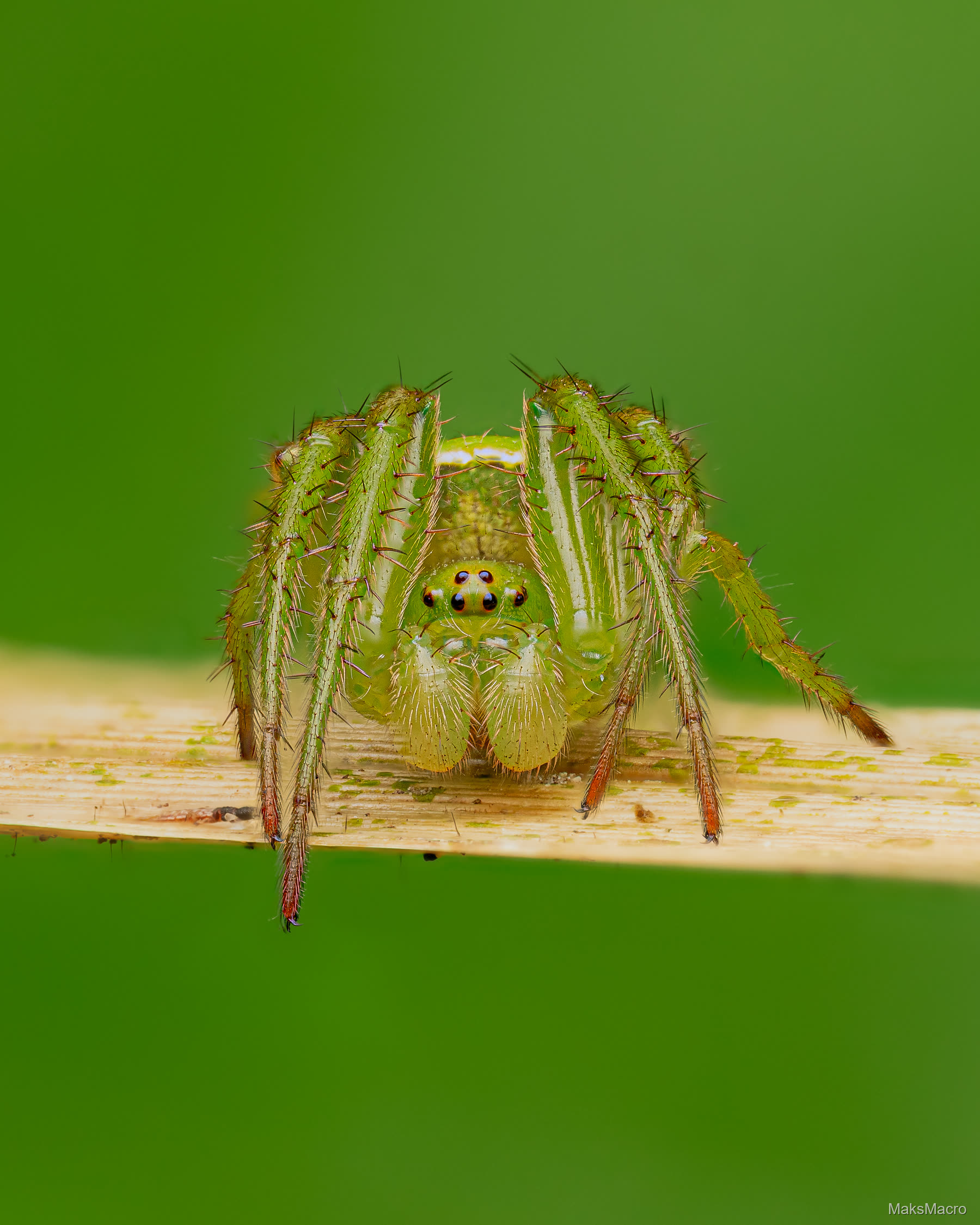 Macro photograph