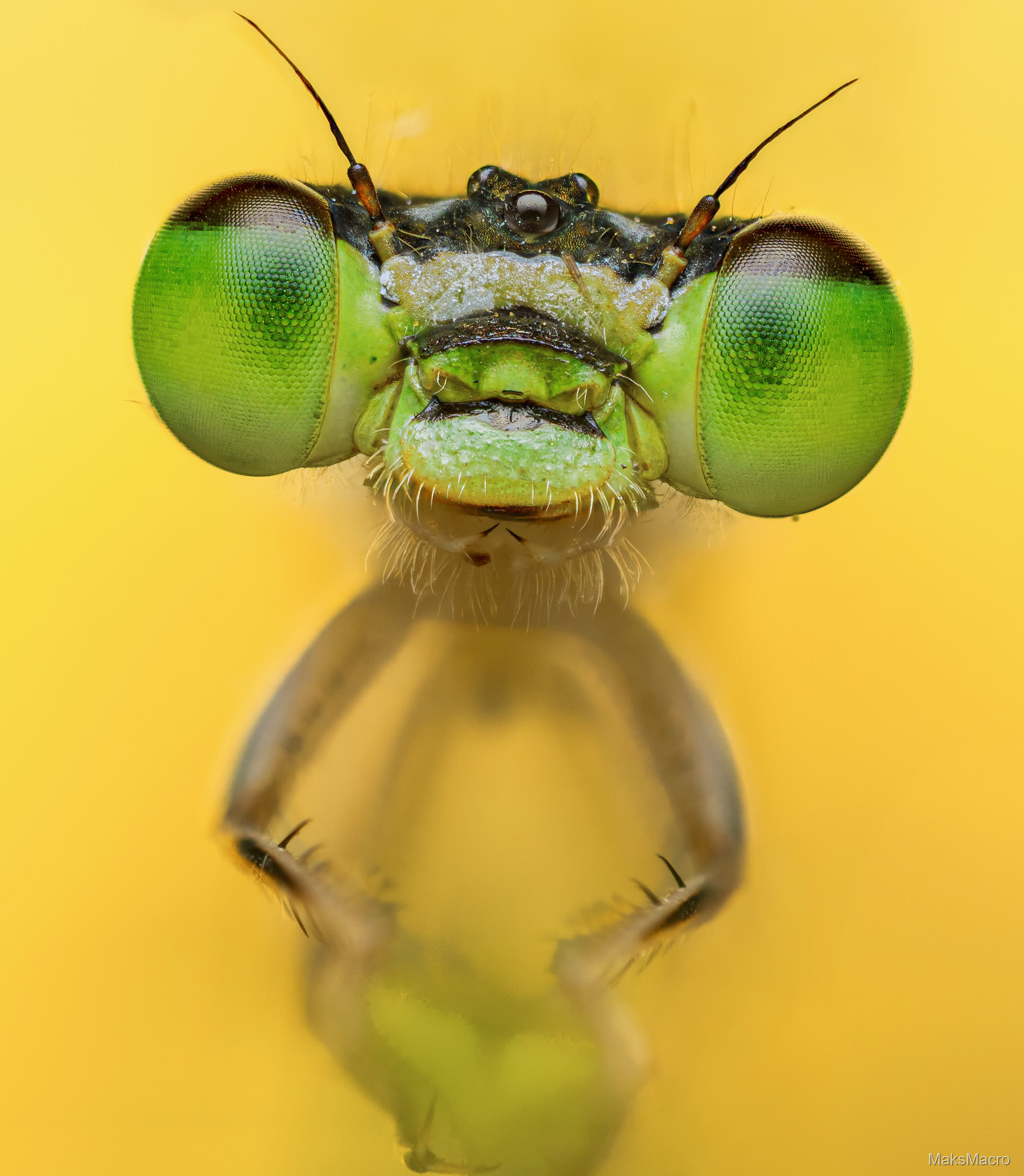 Macro photograph