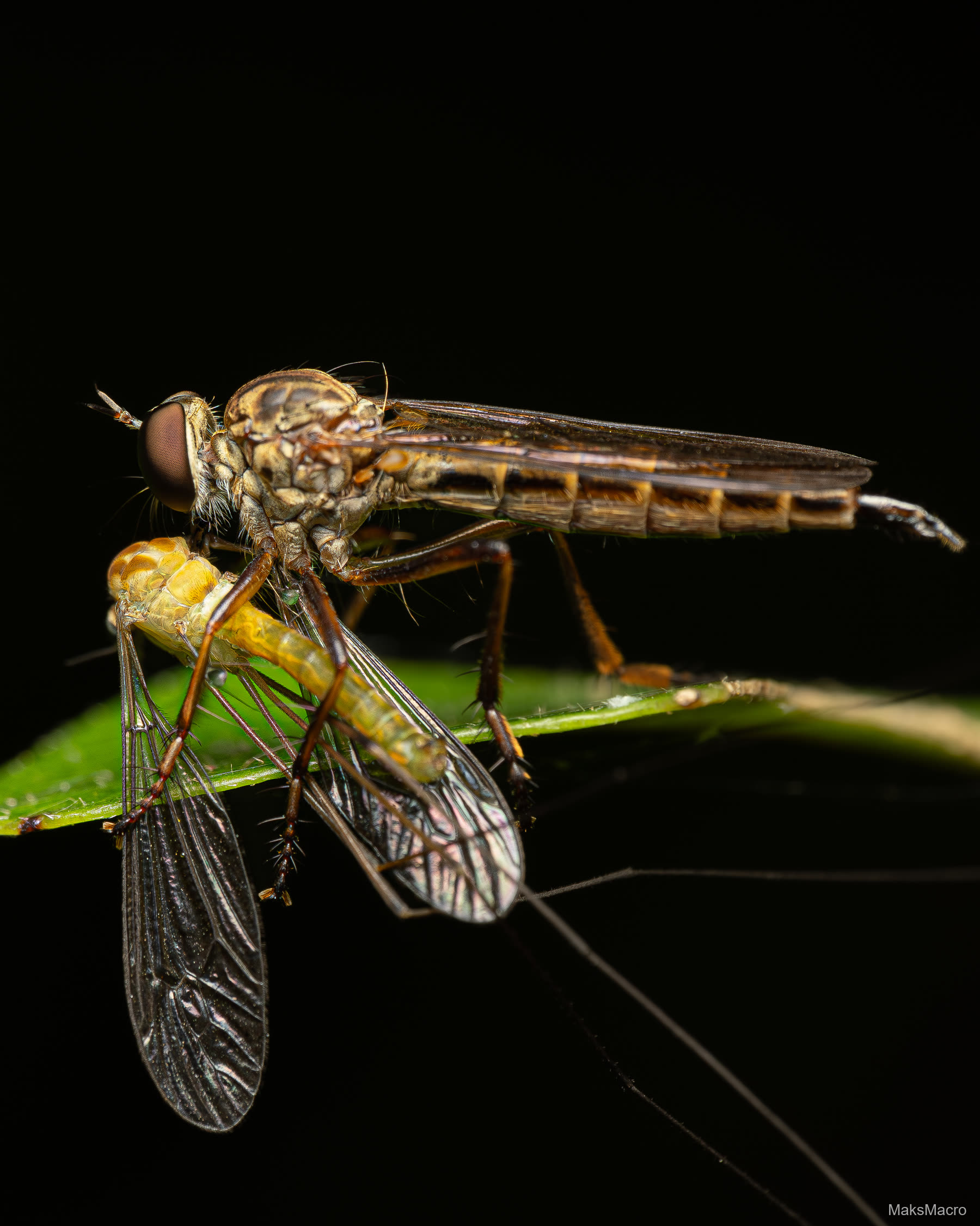 Macro photograph