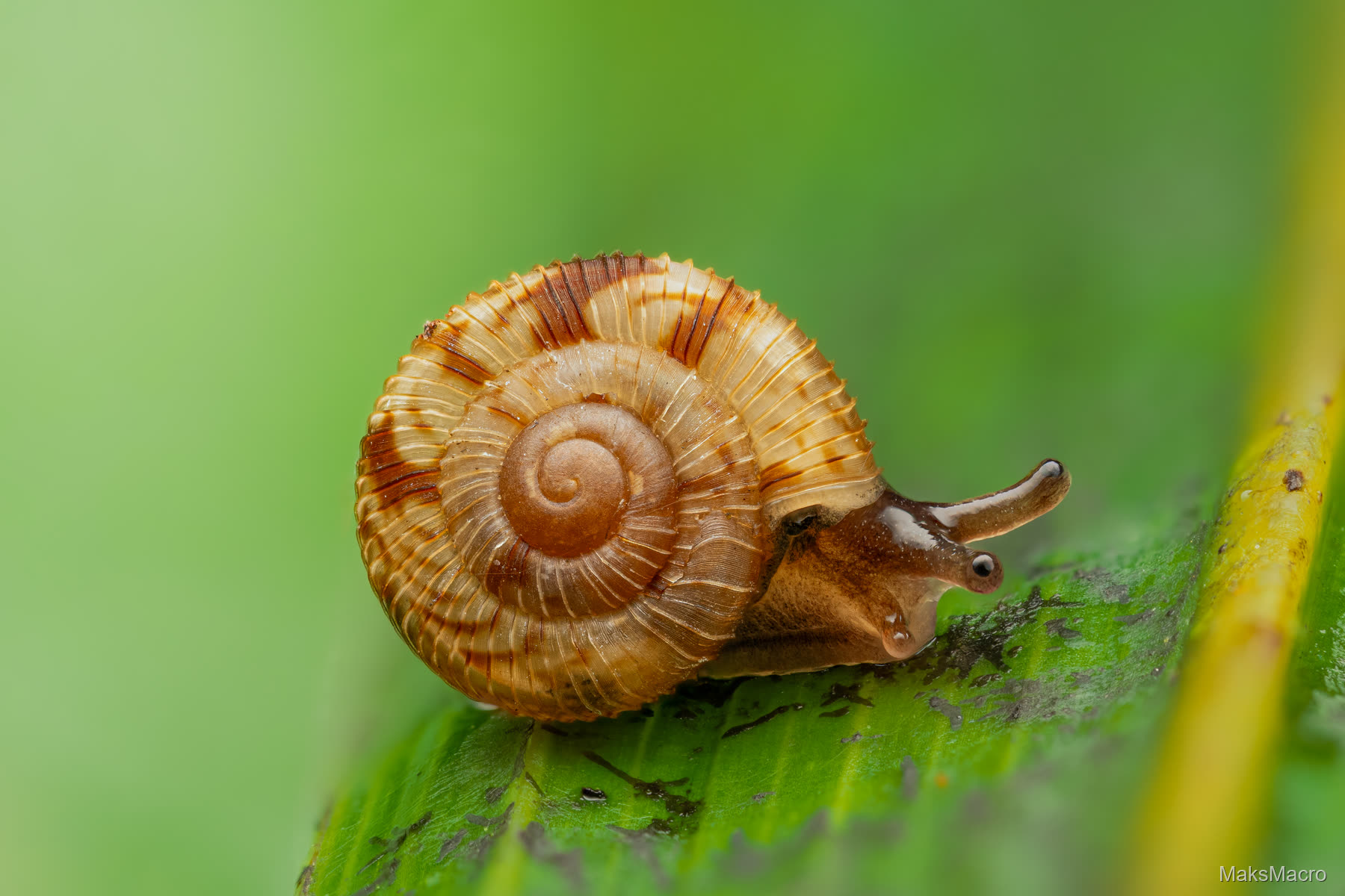 Macro shot of a snail