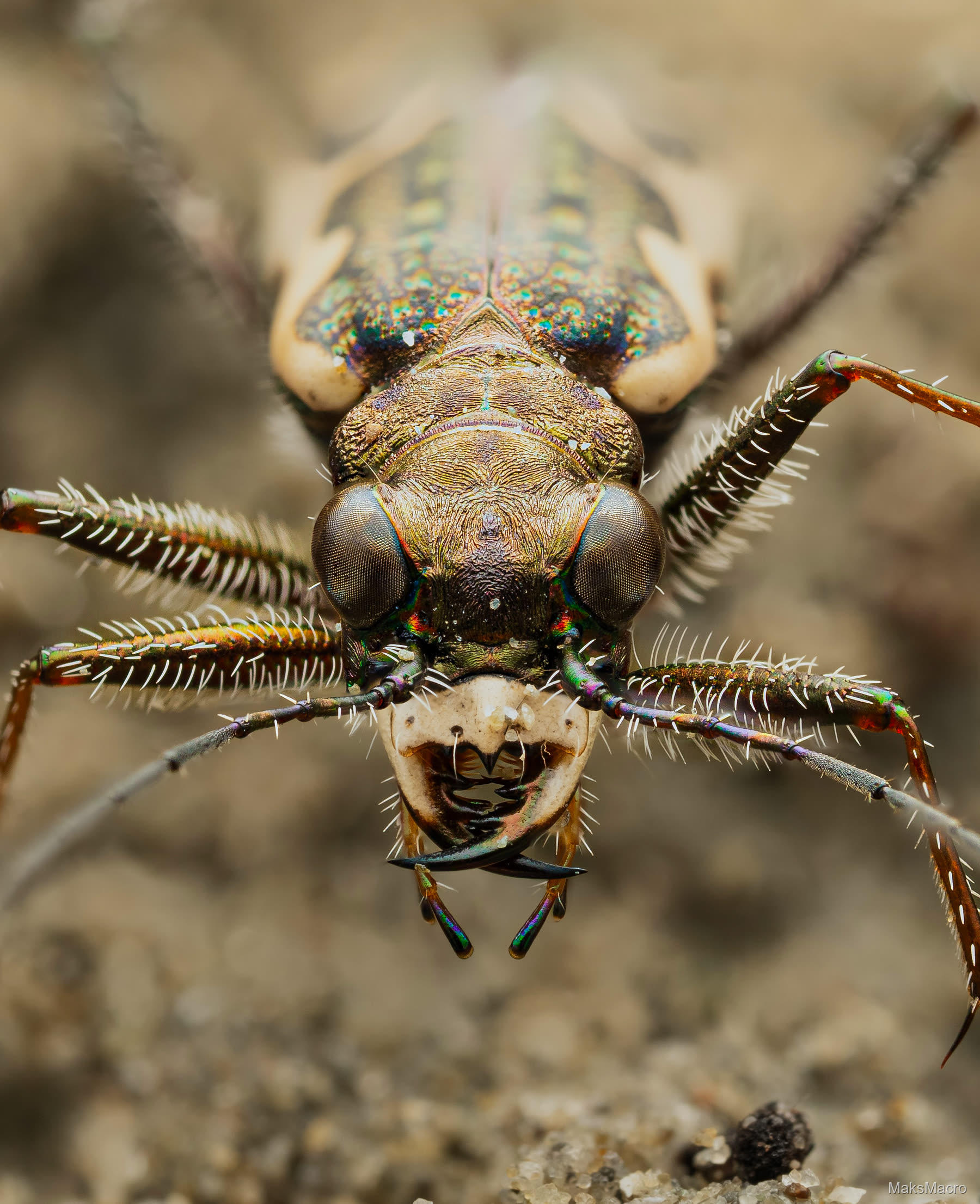 Macro portrait