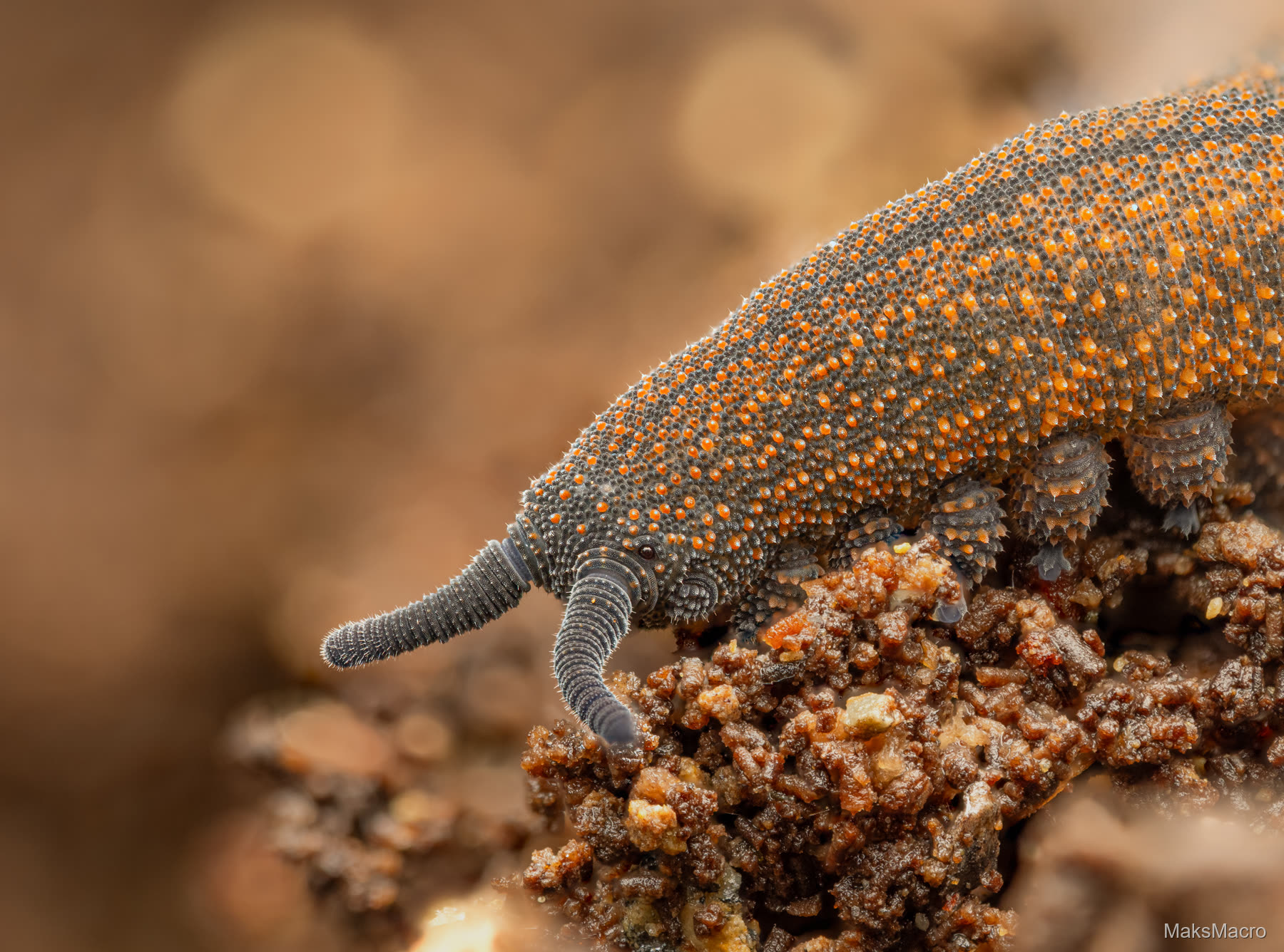 Macro shot of a velvet worm