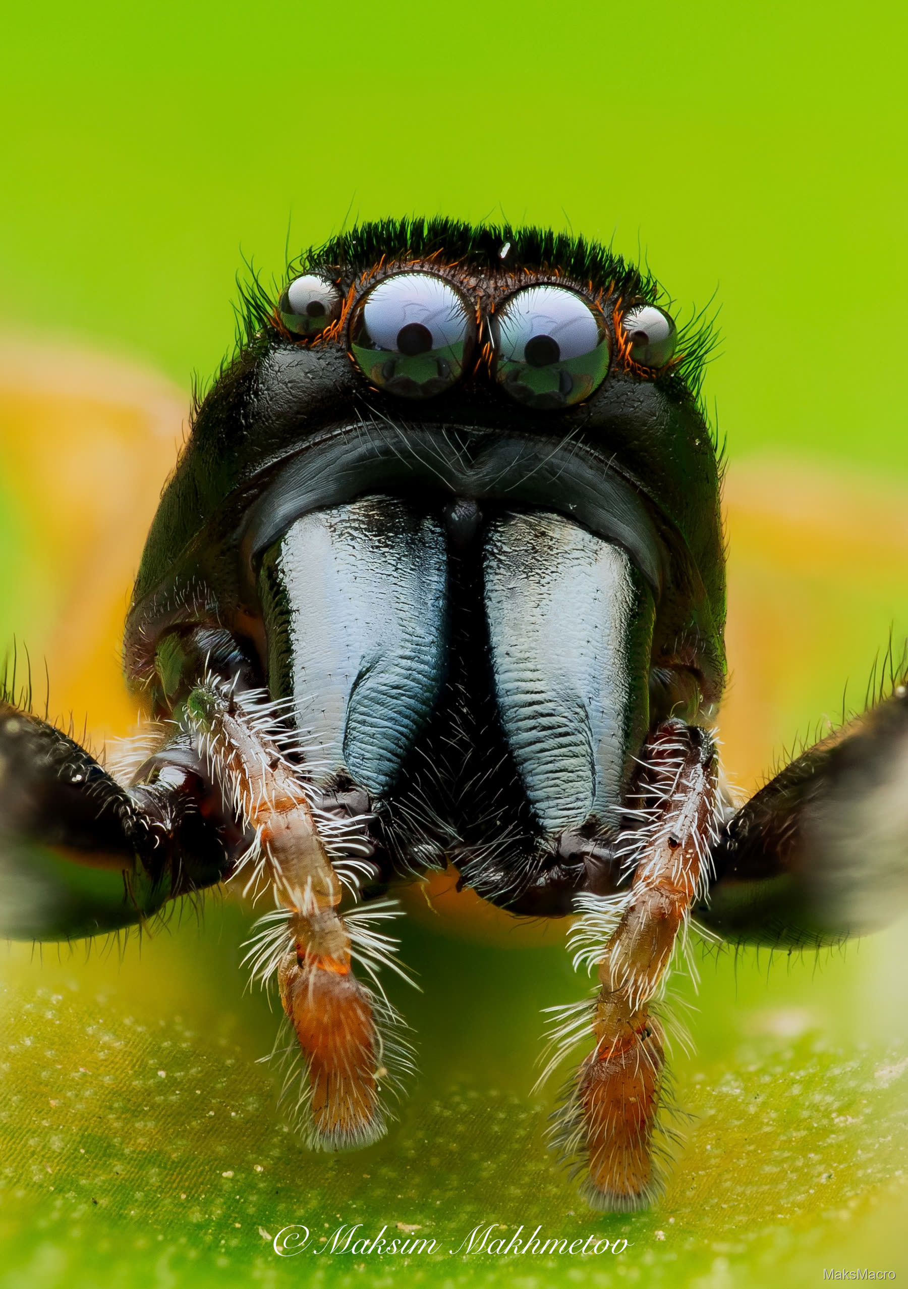Macro photograph